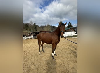 Zangersheide, Castrone, 4 Anni, 163 cm, Baio