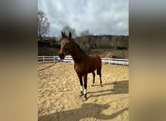 Zangersheide, Castrone, 4 Anni, 163 cm, Baio
