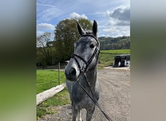 Zangersheide, Castrone, 4 Anni, 164 cm, Grigio pezzato