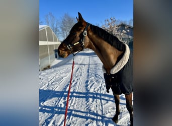 Zangersheide, Castrone, 4 Anni, 165 cm, Baio