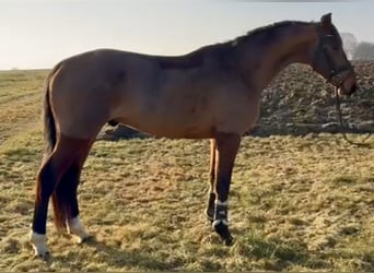 Zangersheide, Castrone, 4 Anni, 165 cm, Baio