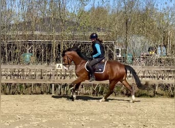 Zangersheide, Castrone, 4 Anni, 165 cm, Baio