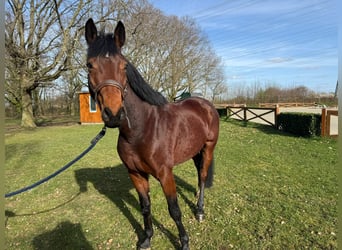 Zangersheide, Castrone, 4 Anni, 165 cm, Baio