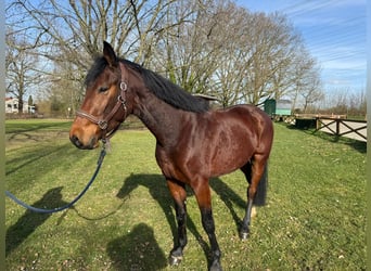 Zangersheide, Castrone, 4 Anni, 165 cm, Baio