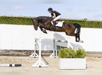 Zangersheide, Castrone, 4 Anni, 165 cm, Baio ciliegia