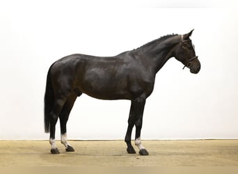 Zangersheide, Castrone, 4 Anni, 165 cm, Baio scuro
