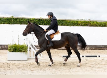 Zangersheide, Castrone, 4 Anni, 165 cm, Baio scuro