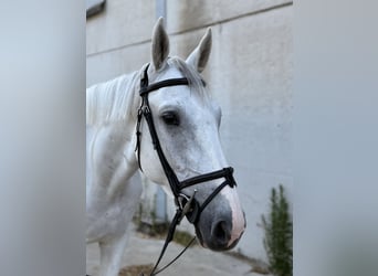 Zangersheide, Castrone, 4 Anni, 165 cm, Bianco