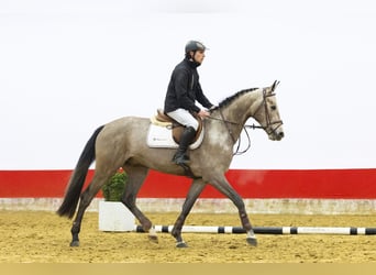 Zangersheide, Castrone, 4 Anni, 166 cm