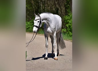 Zangersheide, Castrone, 4 Anni, 166 cm, Grigio