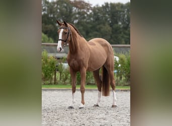 Zangersheide, Castrone, 4 Anni, 166 cm, Sauro