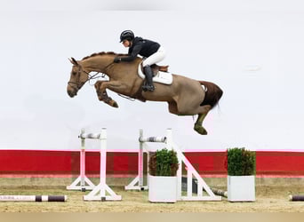 Zangersheide, Castrone, 4 Anni, 166 cm, Sauro