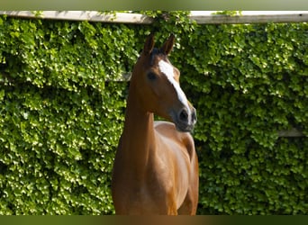 Zangersheide, Castrone, 4 Anni, 166 cm, Sauro