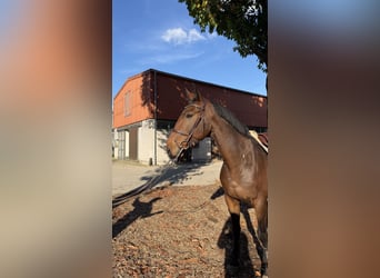 Zangersheide, Castrone, 4 Anni, 168 cm, Baio scuro