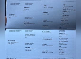 Zangersheide, Castrone, 4 Anni, 168 cm, Baio scuro