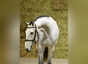 Zangersheide, Castrone, 4 Anni, 168 cm, Grigio