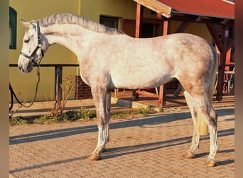 Zangersheide, Castrone, 4 Anni, 168 cm, Grigio