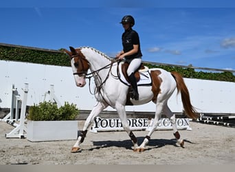 Zangersheide, Castrone, 4 Anni, 168 cm, Pezzato