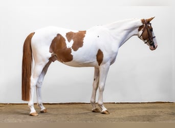 Zangersheide, Castrone, 4 Anni, 168 cm, Pezzato