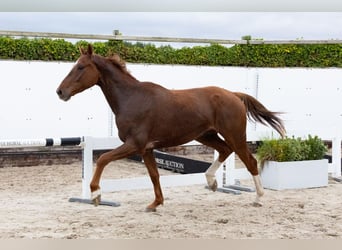 Zangersheide, Castrone, 4 Anni, 169 cm, Sauro scuro