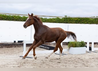 Zangersheide, Castrone, 4 Anni, 169 cm, Sauro scuro