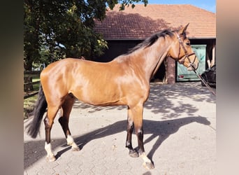 Zangersheide, Castrone, 4 Anni, 170 cm, Baio