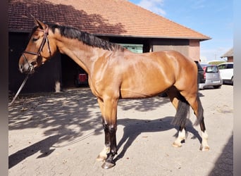 Zangersheide, Castrone, 4 Anni, 170 cm, Baio