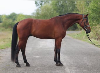 Zangersheide, Castrone, 4 Anni, 170 cm, Baio ciliegia