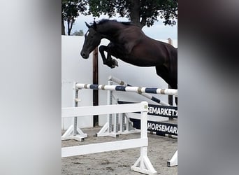 Zangersheide, Castrone, 4 Anni, 170 cm, Morello