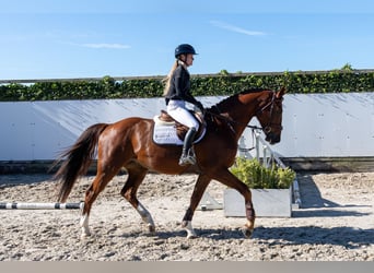 Zangersheide, Castrone, 4 Anni, 170 cm, Sauro