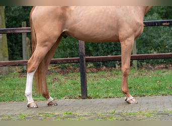 Zangersheide, Castrone, 4 Anni, 171 cm