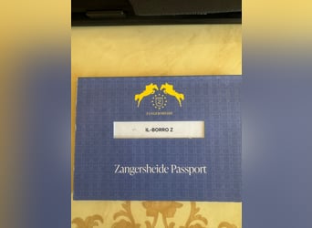 Zangersheide, Castrone, 4 Anni, 172 cm, Baio