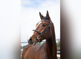 Zangersheide, Castrone, 4 Anni, 172 cm, Baio