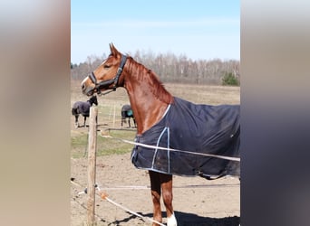 Zangersheide, Castrone, 4 Anni, 172 cm, Champagne