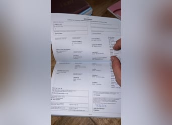 Zangersheide, Castrone, 4 Anni, 172 cm, Grigio