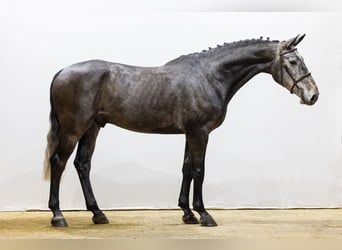 Zangersheide, Castrone, 4 Anni, 172 cm, Grigio