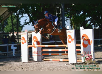 Zangersheide, Castrone, 4 Anni, 172 cm, Sauro