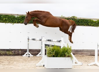 Zangersheide, Castrone, 4 Anni, 174 cm, Sauro