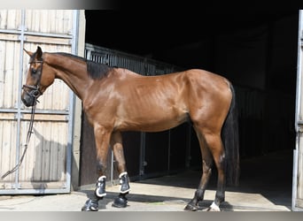 Zangersheide, Castrone, 4 Anni, 175 cm, Baio