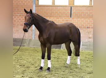 Zangersheide, Castrone, 4 Anni, 176 cm, Baio