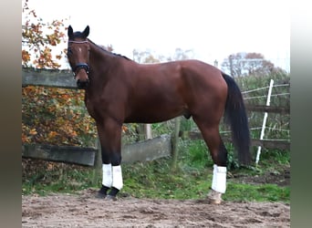 Zangersheide, Castrone, 4 Anni, 176 cm, Baio