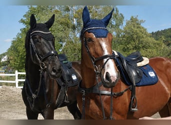 Zangersheide, Castrone, 4 Anni, 176 cm, Baio