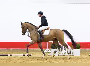 Zangersheide, Castrone, 4 Anni, 177 cm, Baio