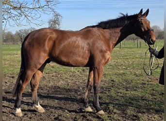 Zangersheide, Castrone, 4 Anni, 180 cm, Baio