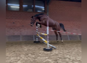 Zangersheide, Castrone, 4 Anni, 180 cm, Baio