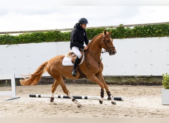 Zangersheide, Castrone, 5 Anni, 158 cm, Sauro