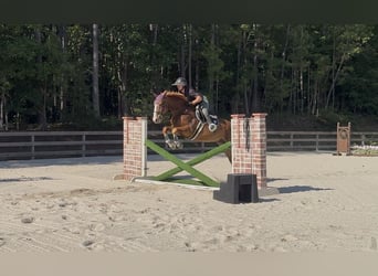 Zangersheide, Castrone, 5 Anni, 160 cm, Sauro scuro
