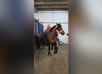 Zangersheide, Castrone, 5 Anni, 162 cm, Baio scuro