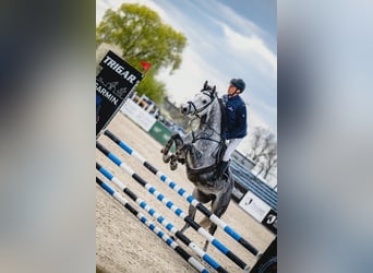 Zangersheide, Castrone, 5 Anni, 163 cm, Grigio pezzato
