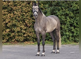 Zangersheide, Castrone, 5 Anni, 164 cm, Bianco